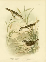 Long-Billed Reed-Warbler, 1891